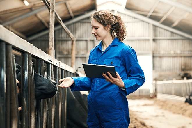 woman touching a cow in a barn