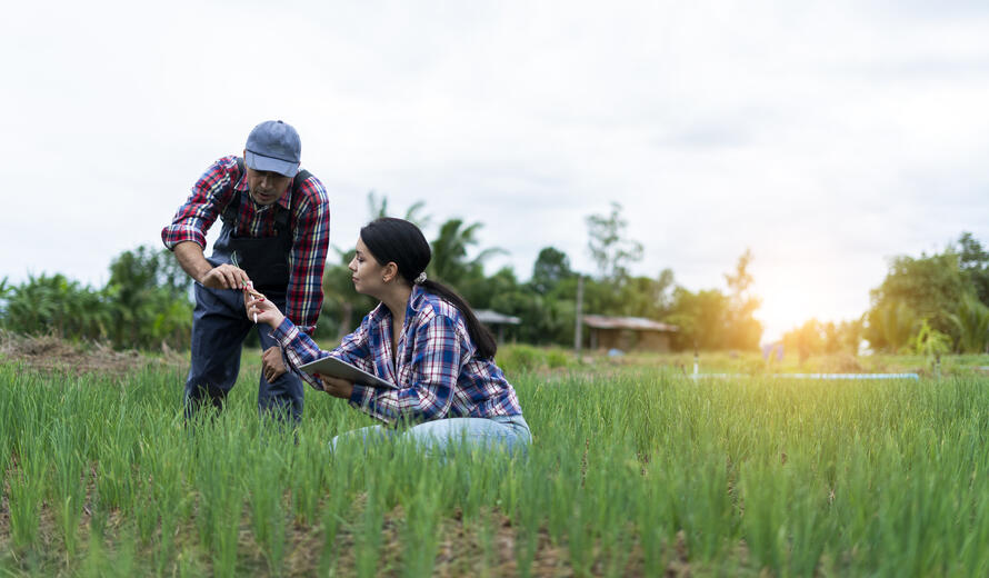 A young man and a woman inspecting organically grown vegetables on a farm.
