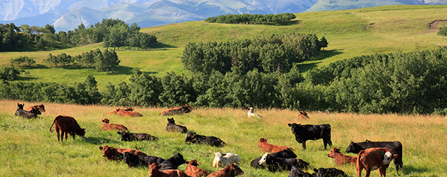 cows in farmland